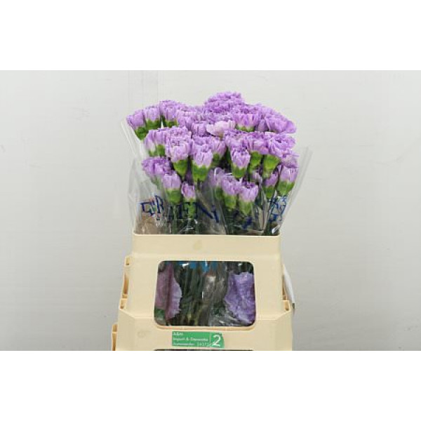 Dianthus .st Moonaqua 55 50 cm 