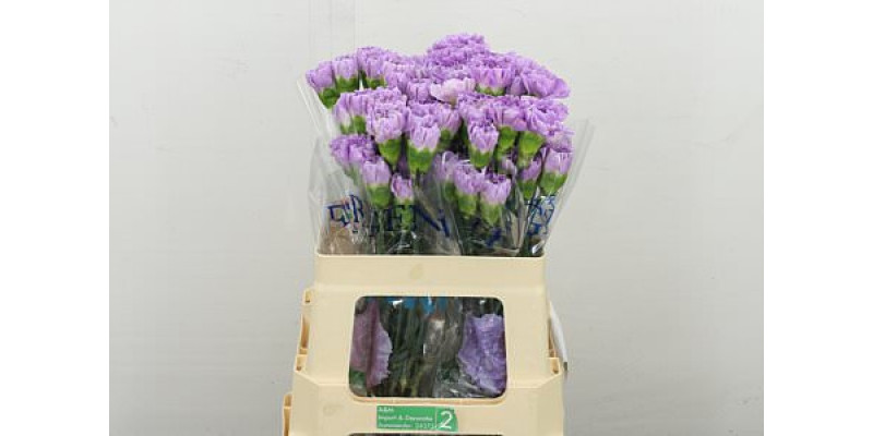 Dianthus .st Moonaqua 55 50 cm 
