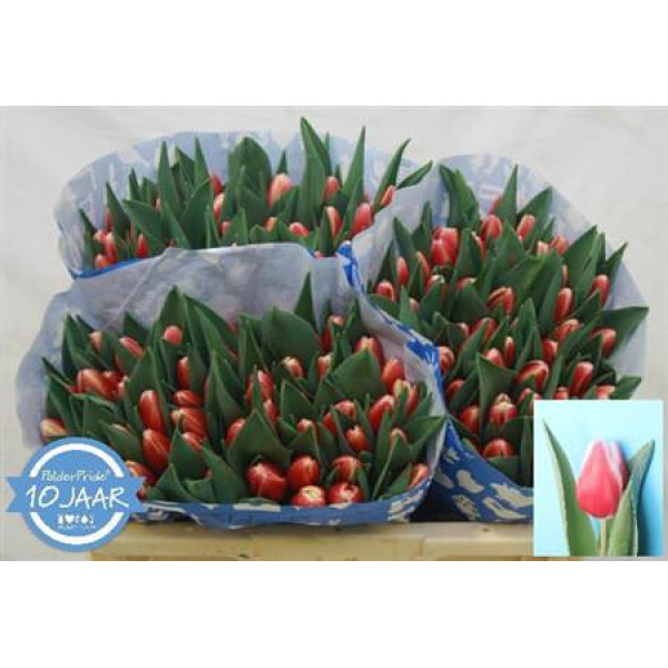 Tulips En Timeless 35cm A1 Col-Bicolor