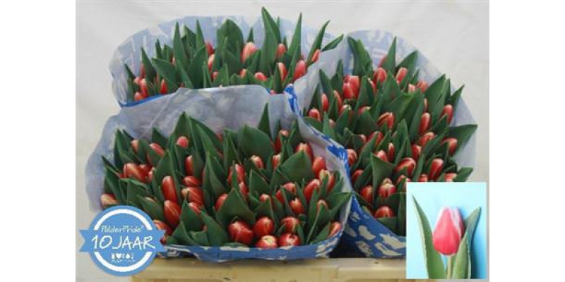 Tulips En Timeless 35cm A1 Col-Bicolor