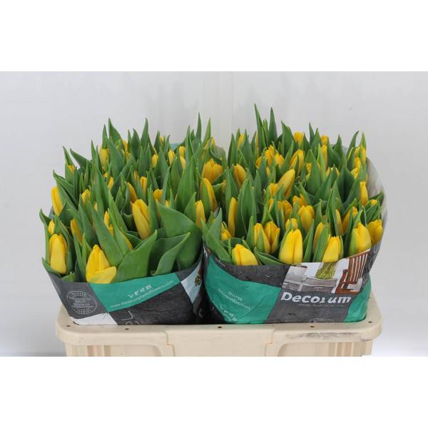 Tulips En Lions Glory 40cm A1 Col-Yellow