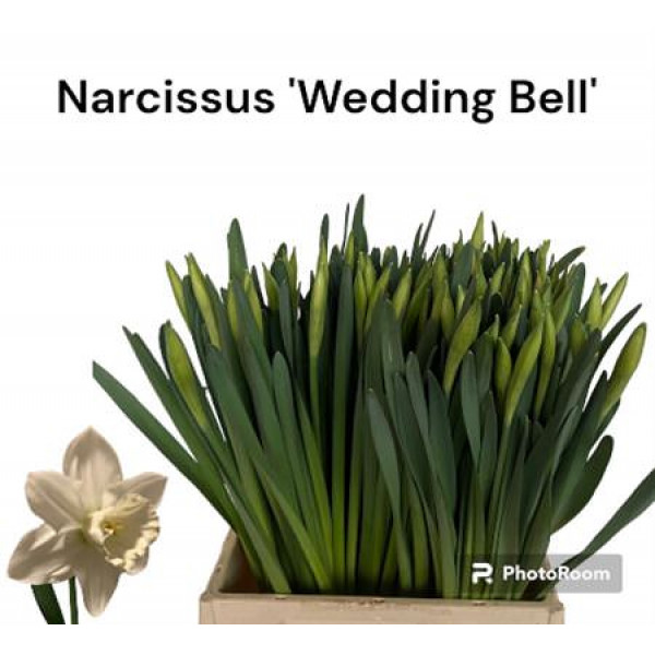 Daffodil - Narcissus Wedding Bell 45cm A1