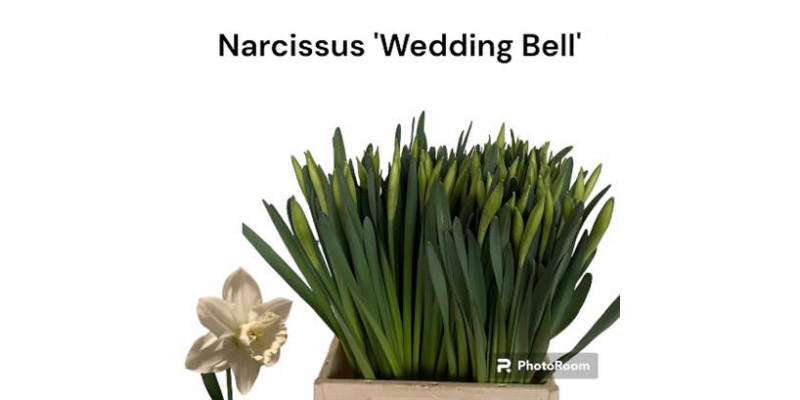 Daffodil - Narcissus Wedding Bell 45cm A1