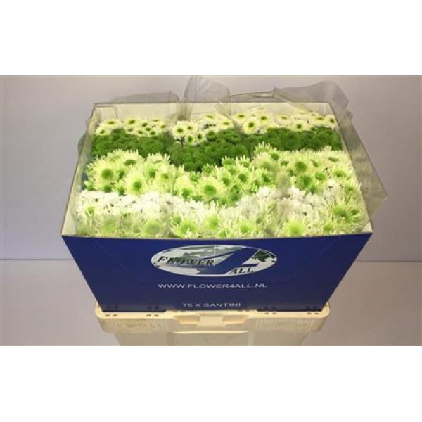 Chrysanthemums San Gem Ice Mix 55cm A1 Col-Mixed