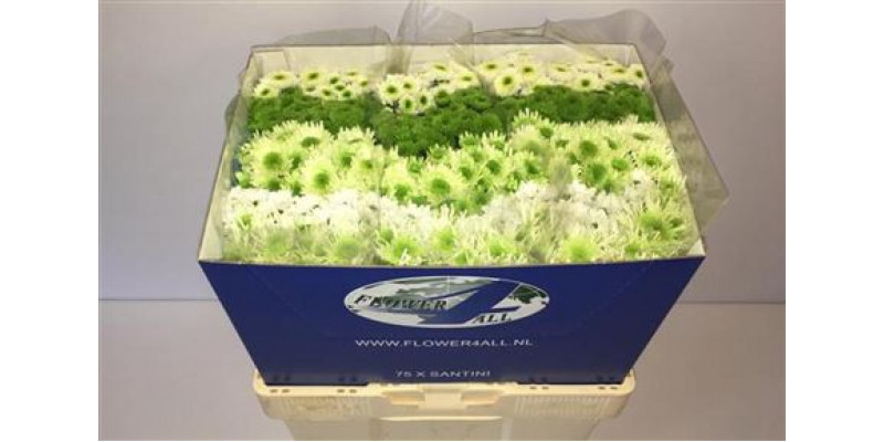 Chrysanthemums San Gem Ice Mix 55cm A1 Col-Mixed