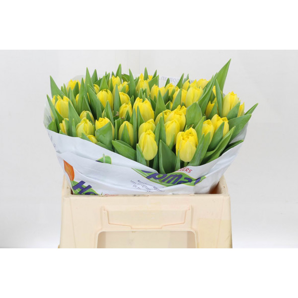 Tulips Du Marie Jo 36cm A1 Col-Yellow