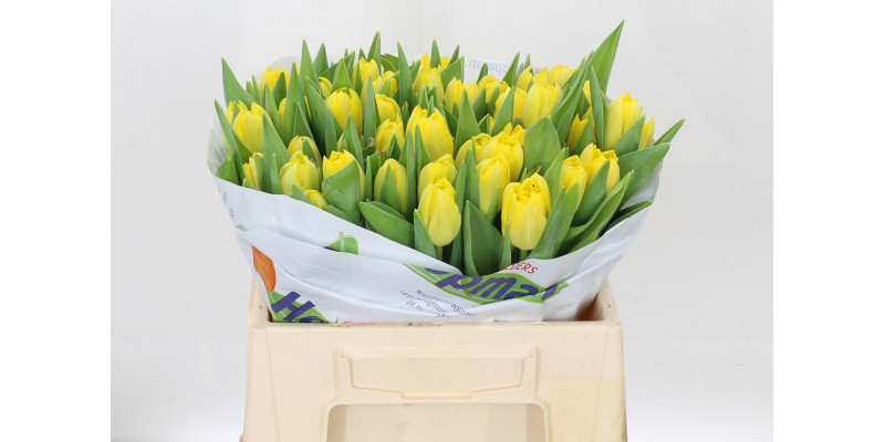 Tulips Du Marie Jo 36cm A1 Col-Yellow