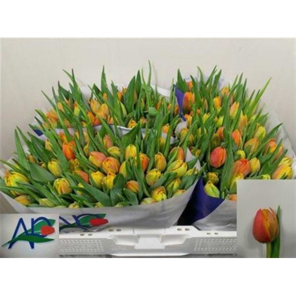 Tulips Du Crossfire 37cm A1 Col-Bicolor