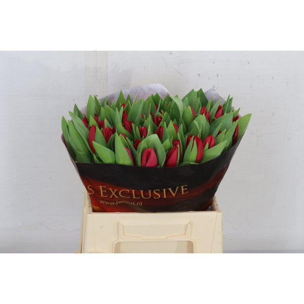 Tulips En Curry 37cm A1 Col-Red