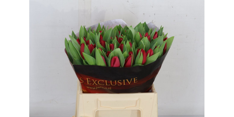 Tulips En Curry 37cm A1 Col-Red