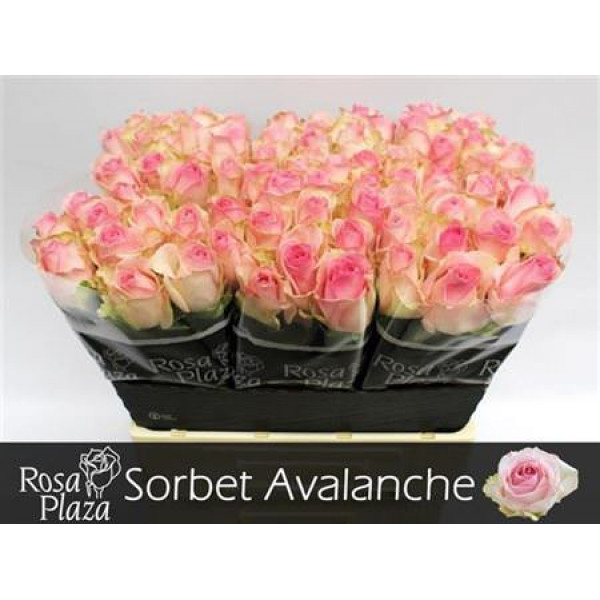 Rose Gr Avalanche Sorbet+ 60cm A1 Col-Pink