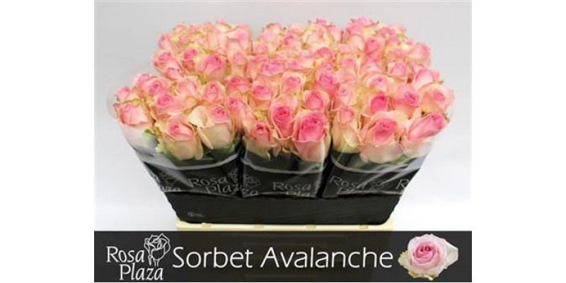 Rose Gr Avalanche Sorbet+ 60cm A1 Col-Pink