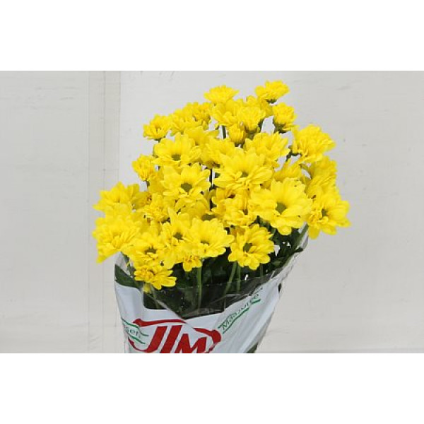 Chrysanthemums T Celebrate 70cm A1 Col-Yellow
