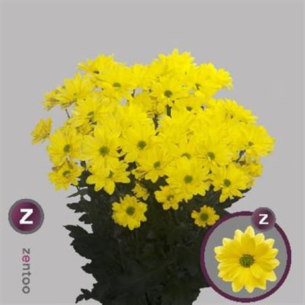 Chrysanthemums T Celebrate 70cm A1 Col-Yellow