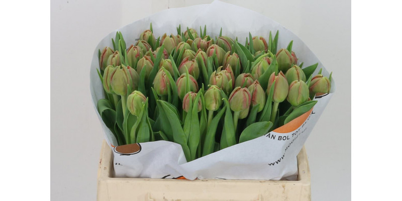 Tulips Du Adore 36cm A1 Col-Cerise