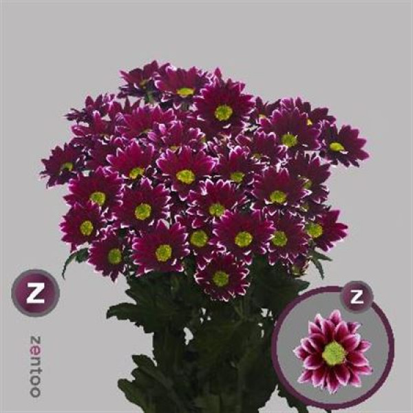 Chrysanthemums T Haydar 70cm A1 Col-Bicolor