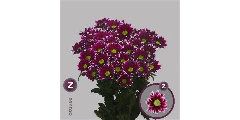 Chrysanthemums T Haydar 70cm A1 Col-Bicolor