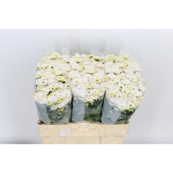 Chrysanthemums San Rossi White 55cm A1 Col-White