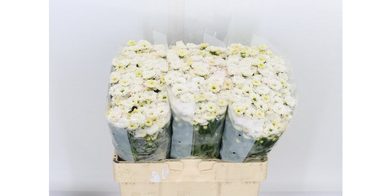 Chrysanthemums San Rossi White 55cm A1 Col-White