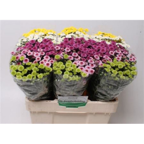 Chrysanthemums San Cal Gem Bs 55cm A1 Col-Bronze