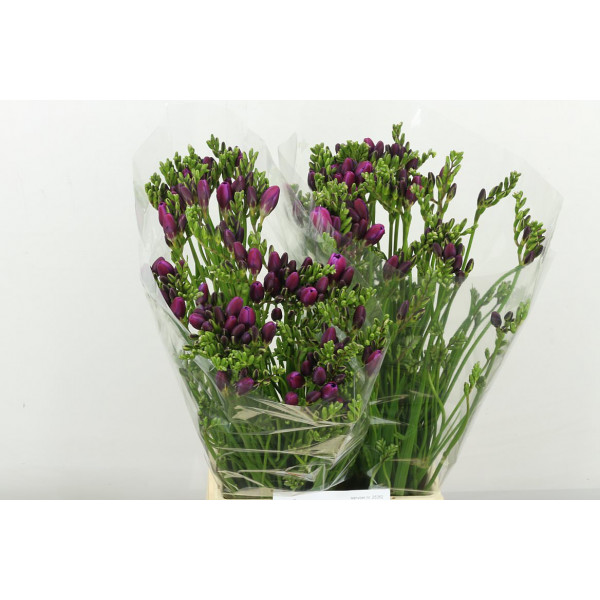 Freesias En Costa 54cm A1 Col-Cerise