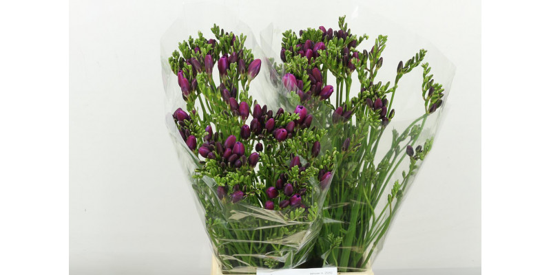 Freesias En Costa 54cm A1 Col-Cerise