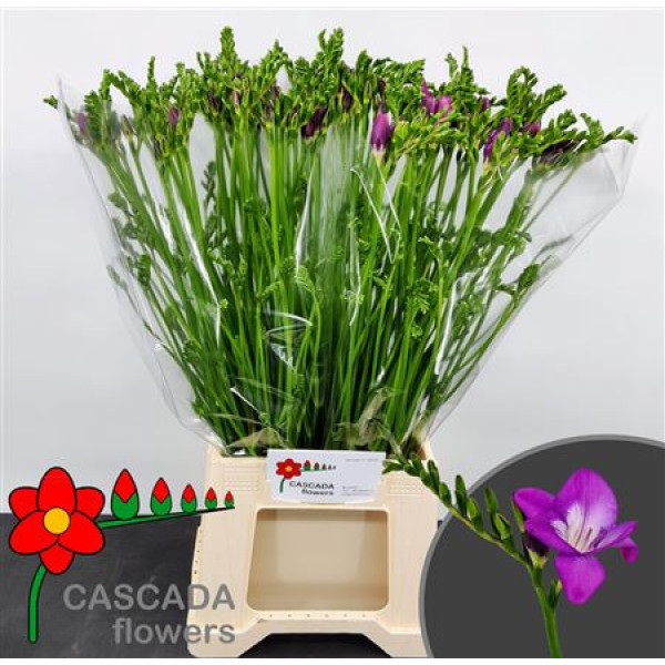 Freesias En Costa 54cm A2