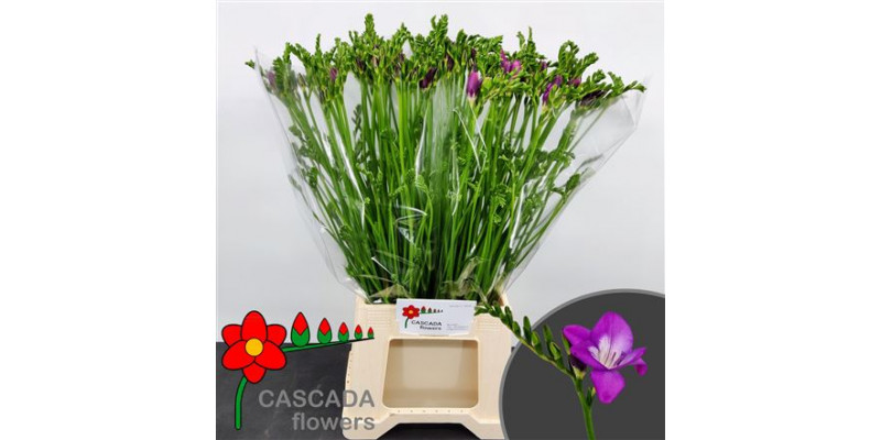 Freesias En Costa 54cm A2