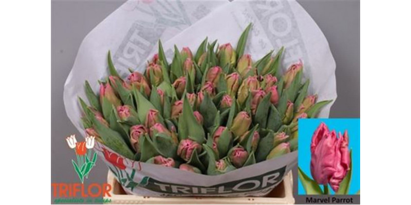 Tulips Pa Marvel Parrot 36cm A1 Col-Cerise