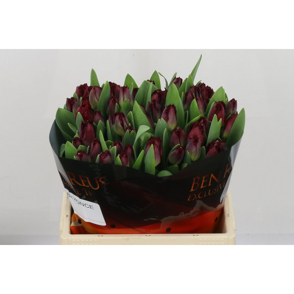 Tulips Freesias Beyonce 36cm A1 Col-Burgundy