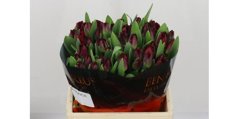 Tulips Freesias Beyonce 36cm A1 Col-Burgundy