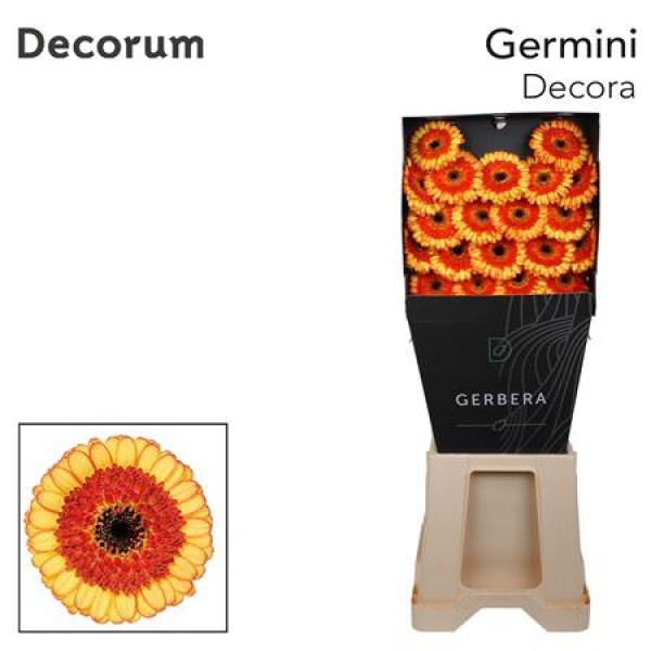 Germini Decora Diamond 47cm A1