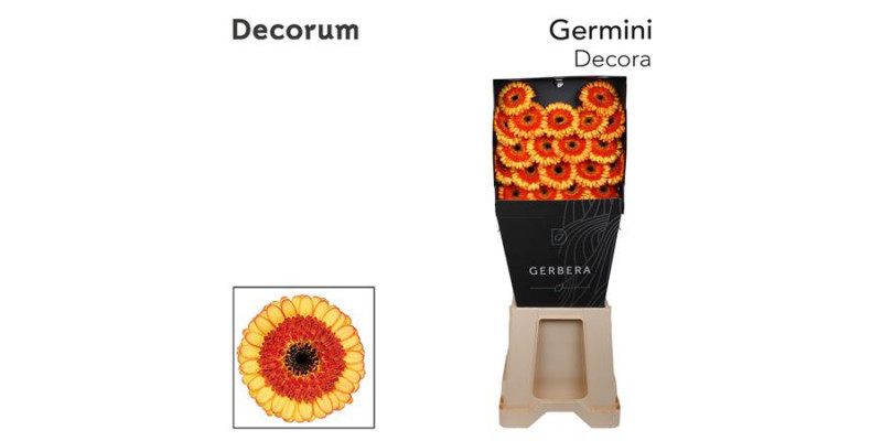 Germini Decora Diamond 47cm A1