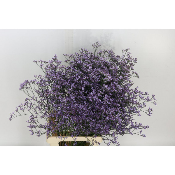 Limonium Saf Lilac | Heavy Quali 80cm  Col-Milka