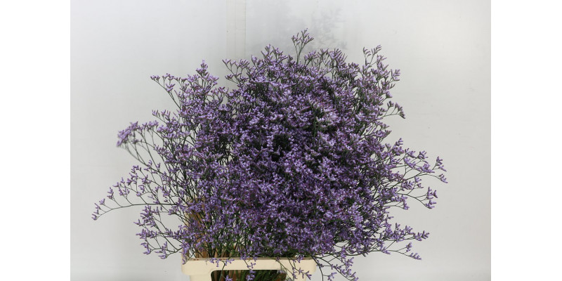 Limonium Saf Lilac | Heavy Quali 80cm  Col-Milka