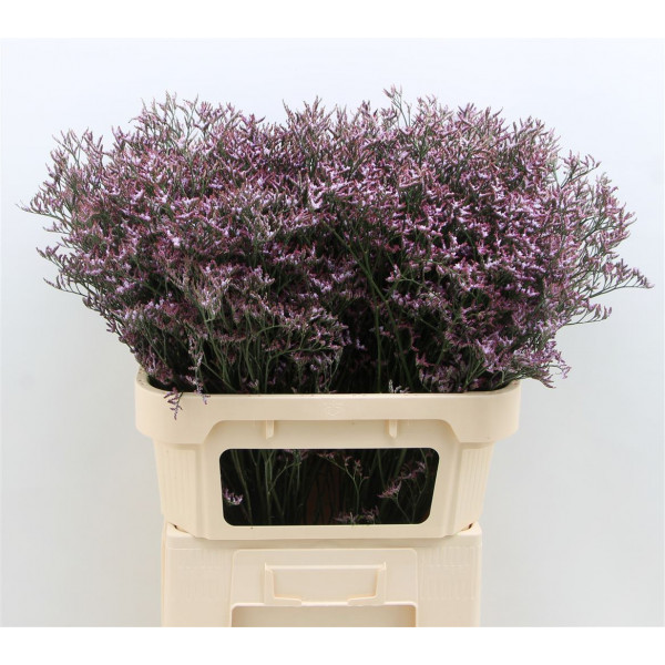 Limonium Saf Lilac 80cm A1