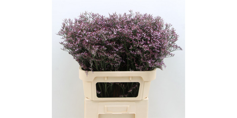 Limonium Saf Lilac 80cm A1