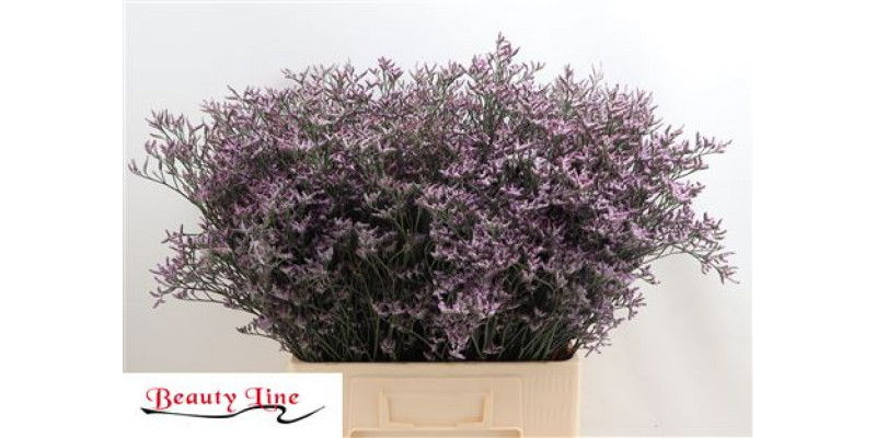 Limonium Saf Lilac 70cm A1