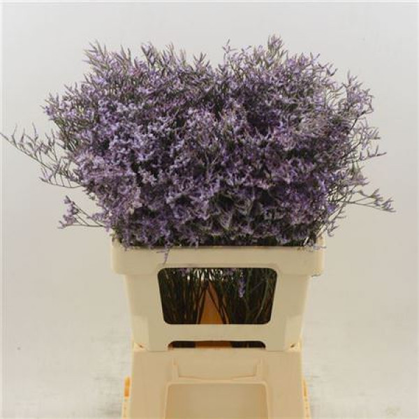 Limonium Saf Lilac 60cm A1