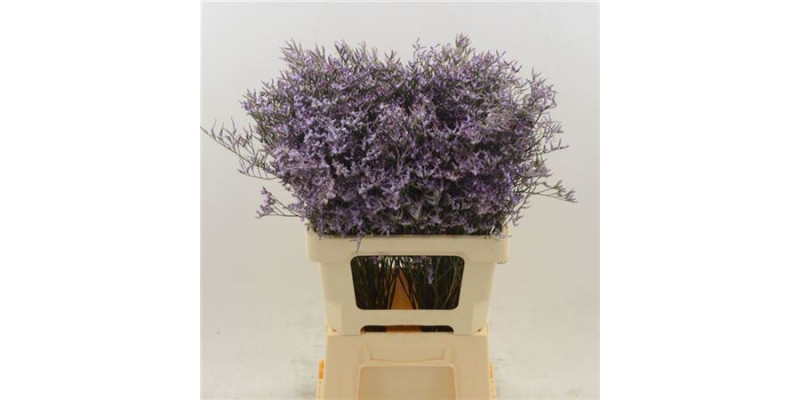 Limonium Saf Lilac 60cm A1