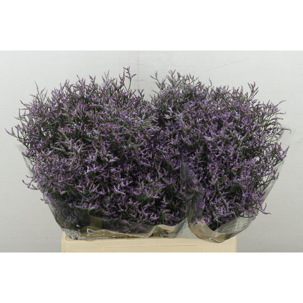 Limonium Saf Lilac 60 cm A1