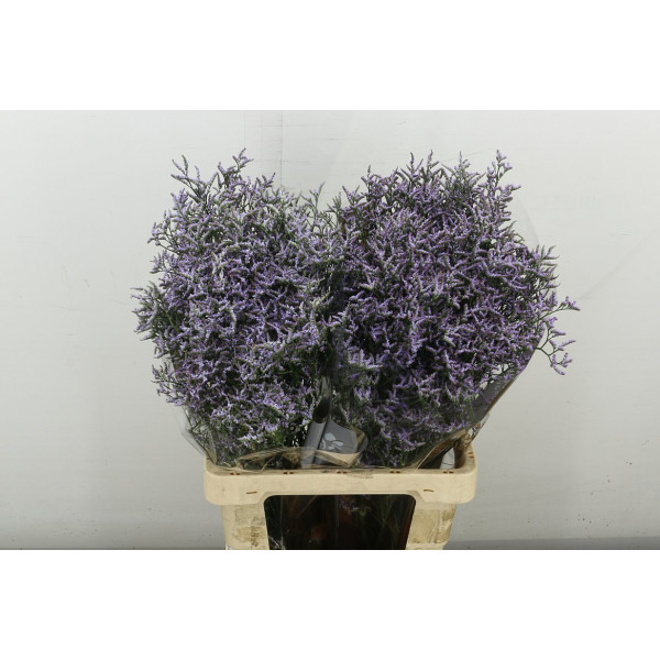 Limonium Saf Lilac 70 cm A1
