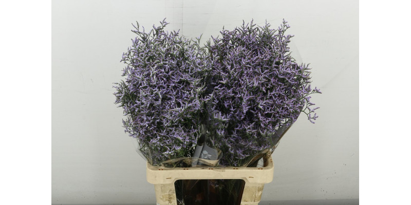 Limonium Saf Lilac 70 cm A1