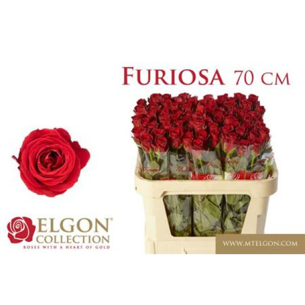 Rose Gr Furiosa 70 A1Red