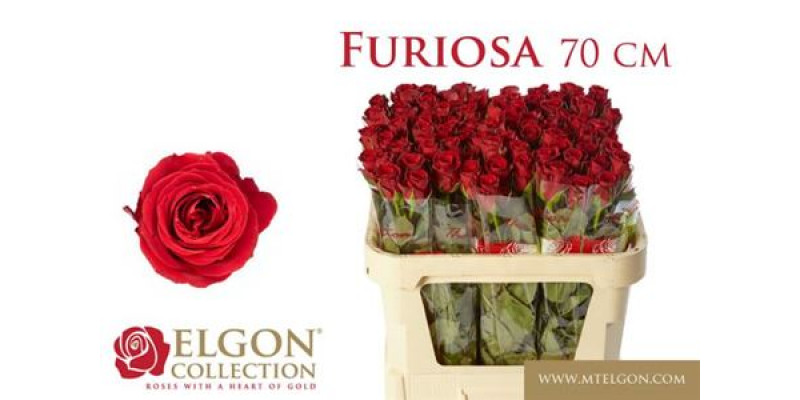 Rose Gr Furiosa 70 A1Red