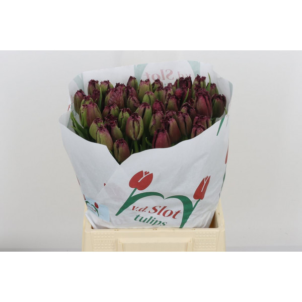 Tulips Freesias Gorilla 45cm A1 Col-Purple