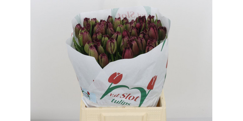 Tulips Freesias Gorilla 45cm A1 Col-Purple