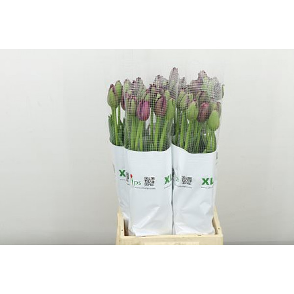 Tulips Frans Freesias Gorilla 55cm A1