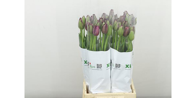 Tulips Frans Freesias Gorilla 55cm A1