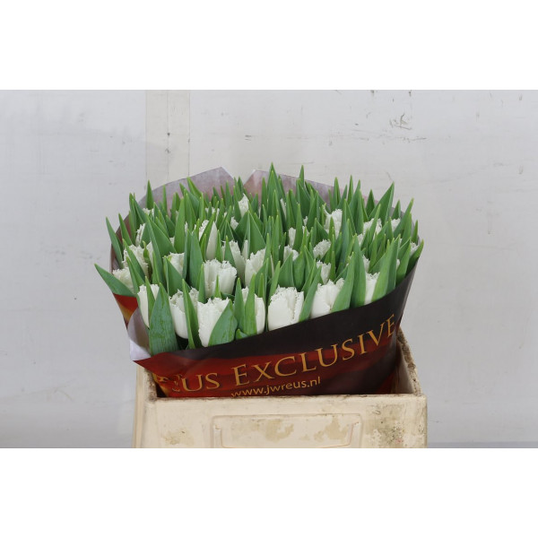 Tulips Freesias Smirnoff 36cm A1 Col-Brown